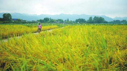 图片默认标题_fororder_2