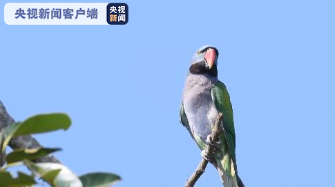 脱贫攻坚丨护鸟人杨金伟带领乡亲脱贫致富的“鸟”事