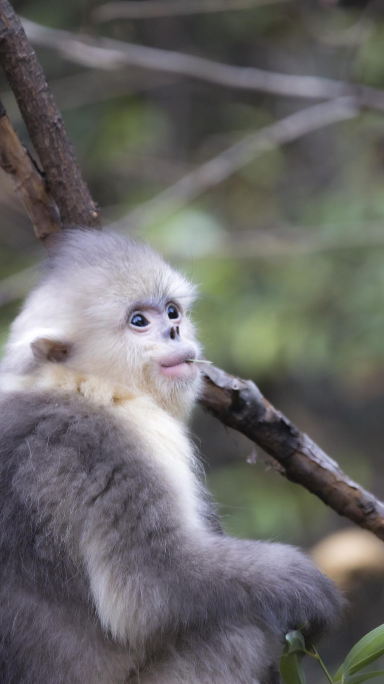 腾讯公益直播 云南白马雪山自然保护区巡护员分享护猴故事
