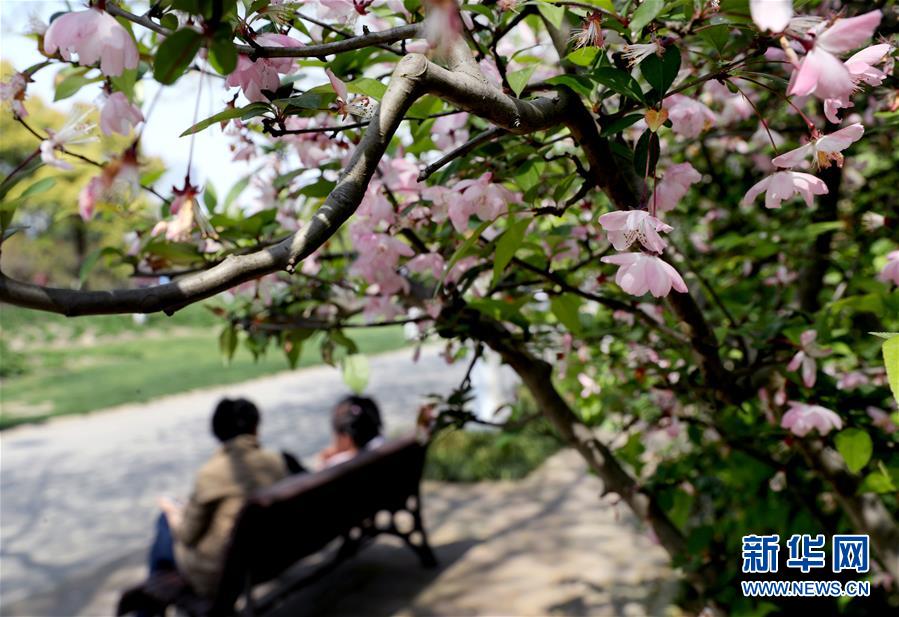 上海：春光明媚 海棠花开