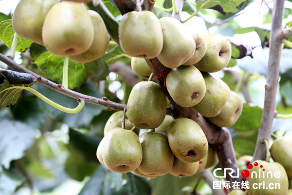 图片默认标题_fororder_猕猴桃丰收季（摄影--高志农）