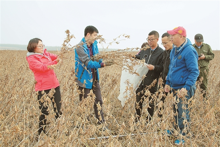 18个新品种引领黑龙江省大豆优质高产