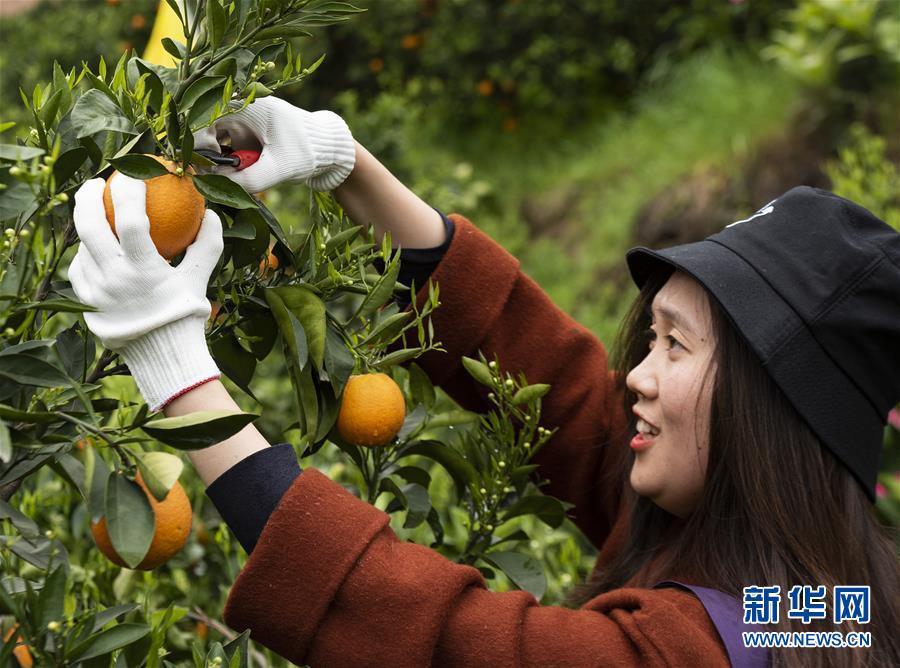 湖北秭归:脐橙花果飘香引客来 湖北秭归:脐橙花果飘香引客来