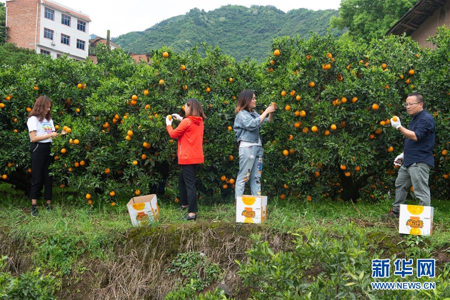 湖北秭归:脐橙花果飘香引客来 湖北秭归:脐橙花果飘香引客来
