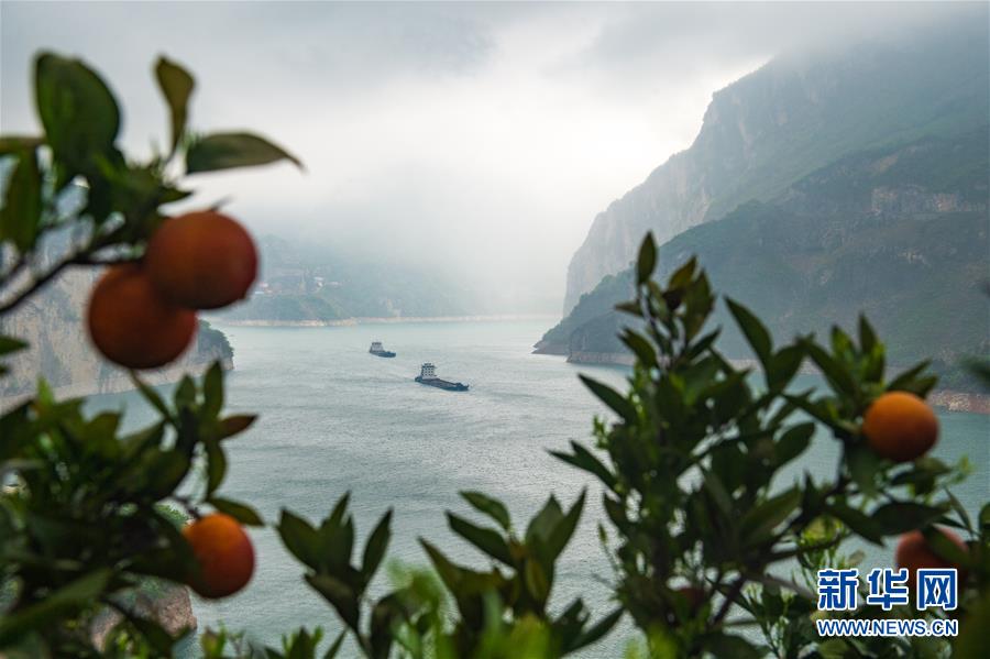 湖北秭归:脐橙花果飘香引客来 湖北秭归:脐橙花果飘香引客来