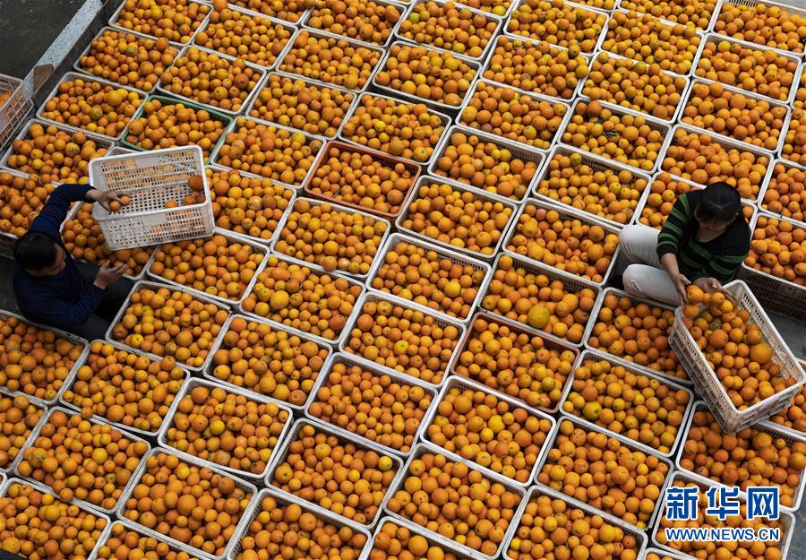 湖北秭归:脐橙花果飘香引客来 湖北秭归:脐橙花果飘香引客来