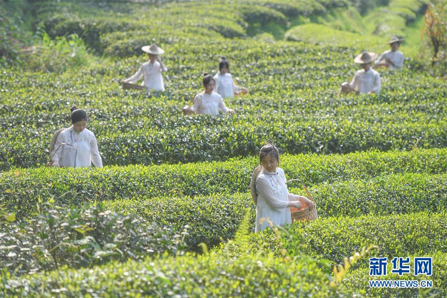福建武夷山：采茶体验游