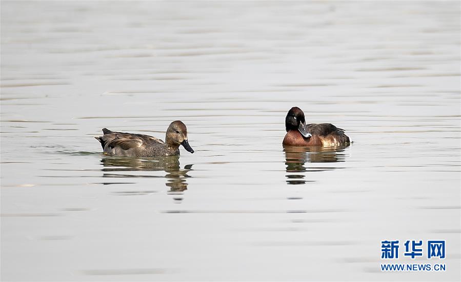 新华网：全球极度濒危物种青头潜鸭现身云南保山