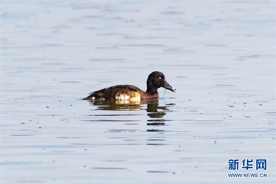 新华网：全球极度濒危物种青头潜鸭现身云南保山