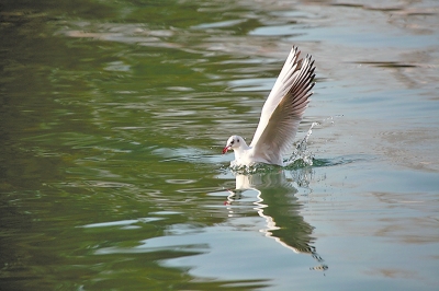 红嘴鸥栖息白龟湖