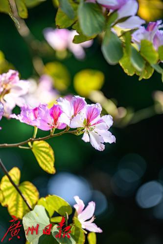 【春天总会来，花儿总会开】荔湾湖粉紫荆与新绿芽