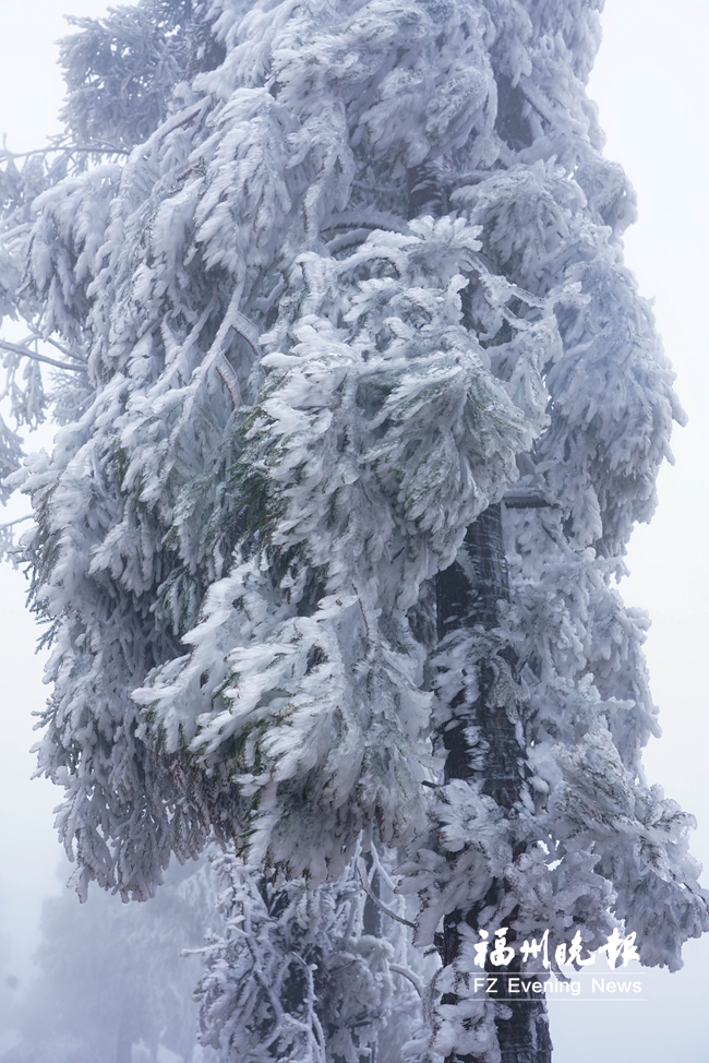 宛若冰雪仙境!闽侯大湖雪峰村现雨凇景观