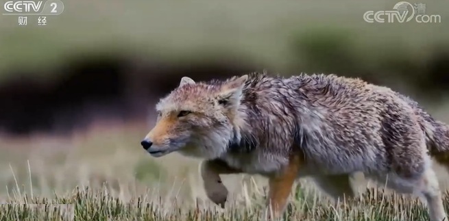 長江源流域の4K映像、初公開