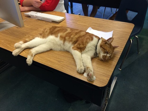 加州猫咪“入读”高中 成校园“人气学生”