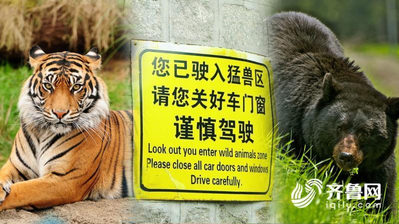 &quot;熊咬人&quot;事件当事人:园方捏造事实 我从没要求赔偿