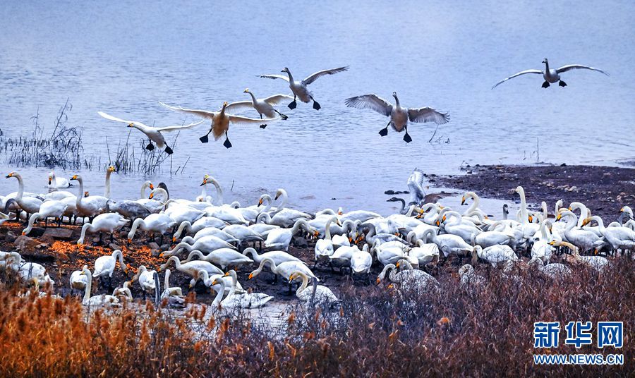 河南三门峡：冬季到黄河赏天鹅