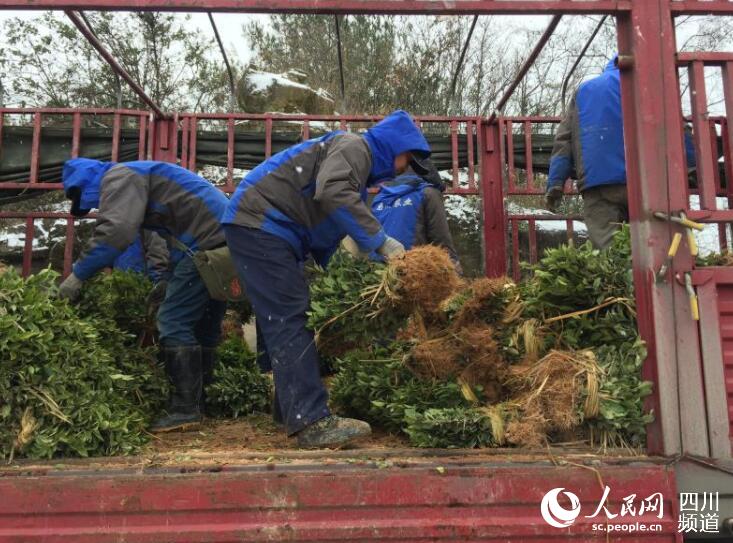 （导航达州）国储党员服务队大巴山茶园的“拓荒者”