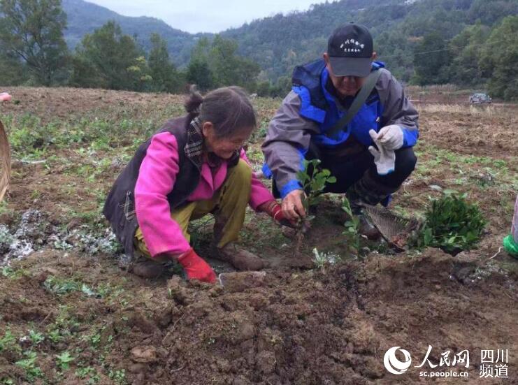 （导航达州）国储党员服务队大巴山茶园的“拓荒者”