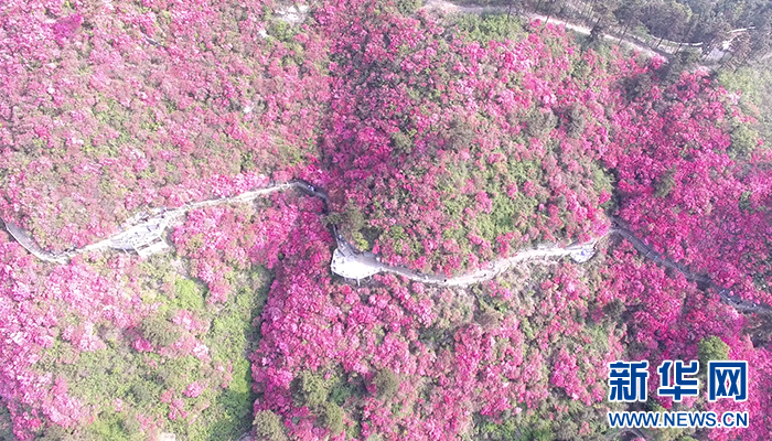 四月诗景云雾山 满山杜鹃红遍天