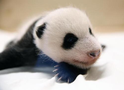 Bayi Panda Fubao