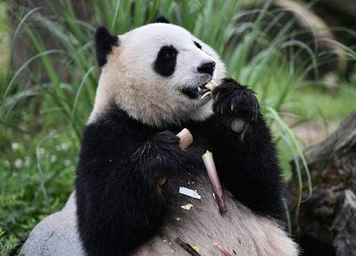 Bayi Panda Fubao