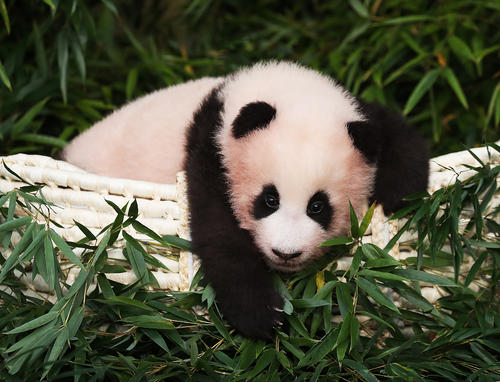 Bayi Panda Fubao