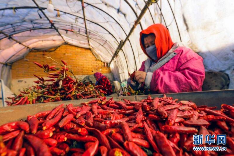 Shanya barkono a lardin Hebei