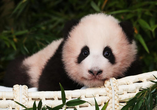 Bayi Panda Fubao