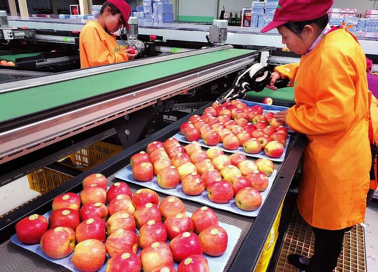 今年前11个月千阳苹果产值达6亿元