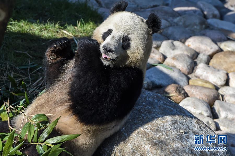 丹麦女王为哥本哈根动物园熊猫馆揭幕