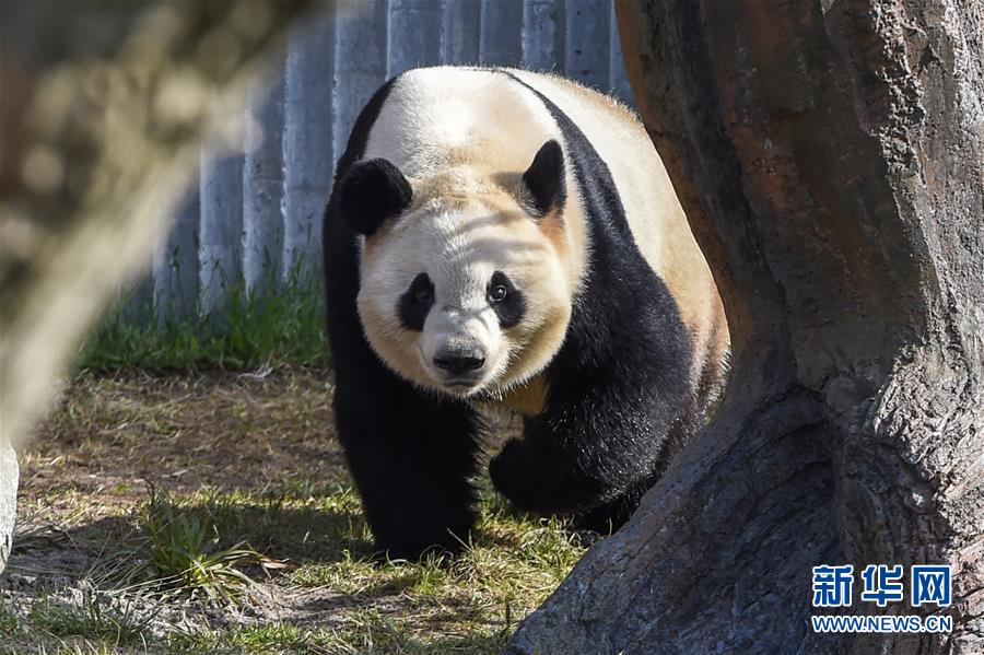 丹麦女王为哥本哈根动物园熊猫馆揭幕