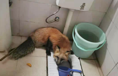 重庆高新区：男子错把赤狐捡来当犬养