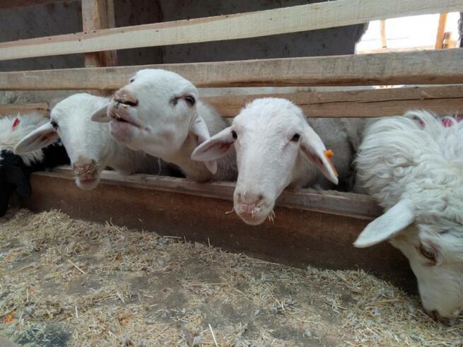 【チェンジ 新疆の今】③―羊飼いの夢