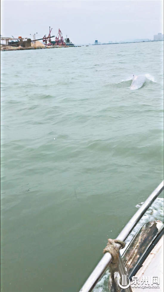 【要闻】【泉州】【移动版】【滚动新闻】【Chinanews带图】泉州海域首次出现 6头中华白海豚“同框”