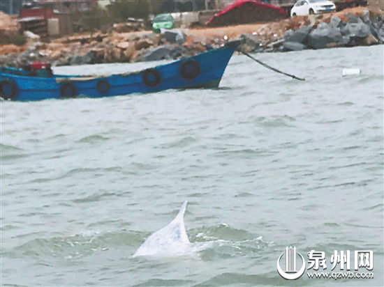 【要闻】【泉州】【移动版】【滚动新闻】【Chinanews带图】泉州海域首次出现 6头中华白海豚“同框”