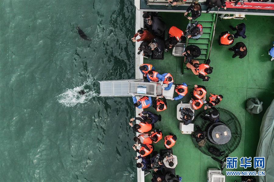 大连：24只斑海豹被放归大海
