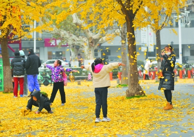 南京：金色“银杏雨”