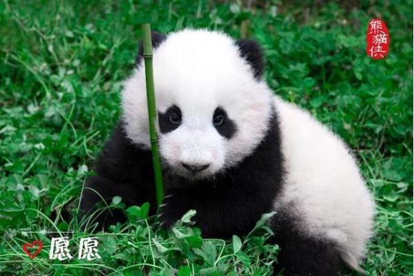 国内初のイメージキャラクターになったジャイアントパンダ