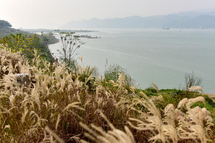 เกาะ“กว่างหยาง”ในแม่น้ำฉางเจียง