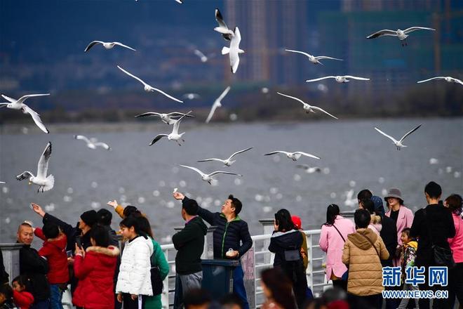 Pelancong Bermain Dengan Burung Camar Di Kunming Cri