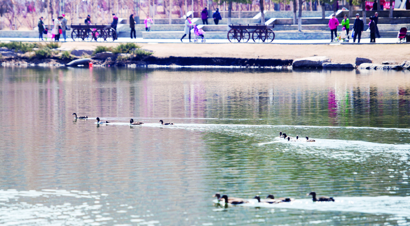 长春兰桡湖公园野鸭排队下水