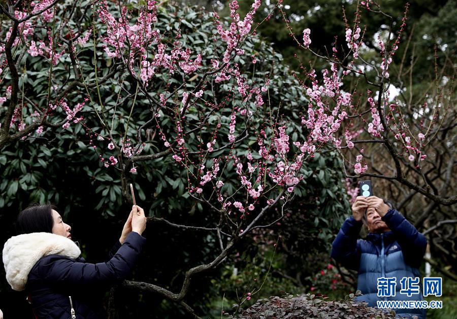 上海：新春赏花游园乐