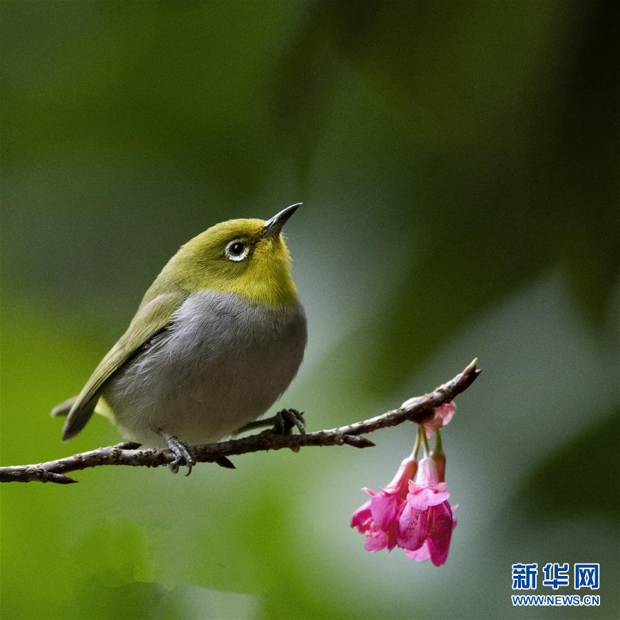 福建福州：红花春鸟共新景