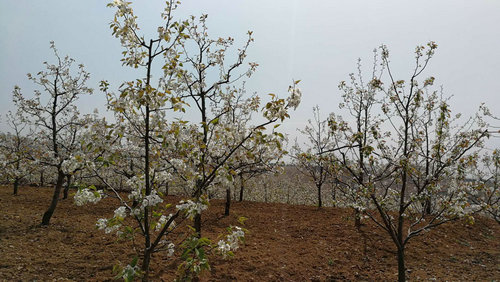 【河南供稿】河南鲁山县董周乡:三级产业联动 稳定脱贫增收