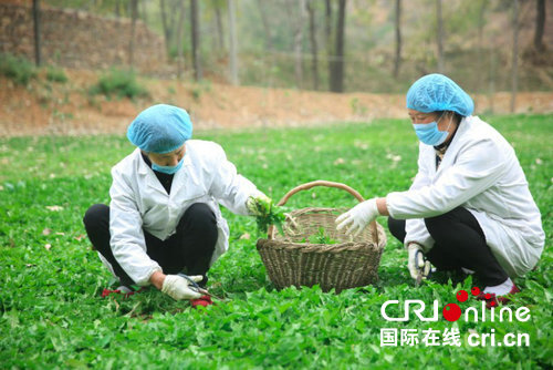 【河南好项目-图片】河南鲁山：“黄黄苗”做成了高品质茶叶（页面：蒲公英茶）