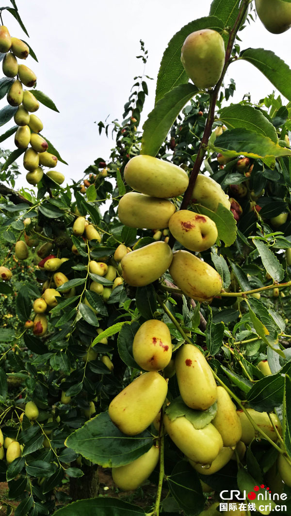 图片默认标题_fororder_“贵妃枣”挂满枝头-左仁义-摄影