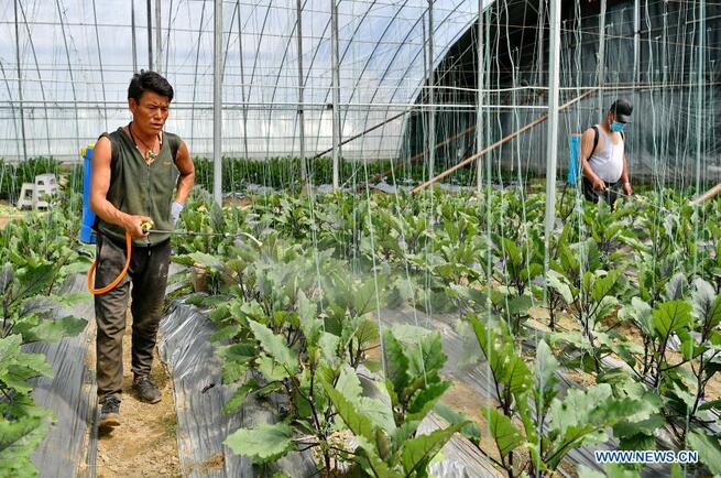 高地で現代的な野菜栽培　チベット自治区_fororder_1-2