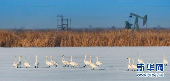 황하 바다입구 자연보호구, 유전과 새들이 공존하는 곳 황하 바다입구 자연보호구, 유전과 새들이 공존하는 곳