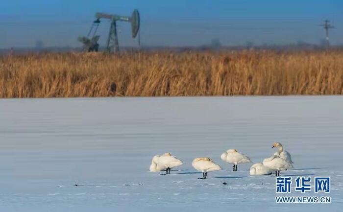 황하 바다입구 자연보호구, 유전과 새들이 공존하는 곳 황하 바다입구 자연보호구, 유전과 새들이 공존하는 곳