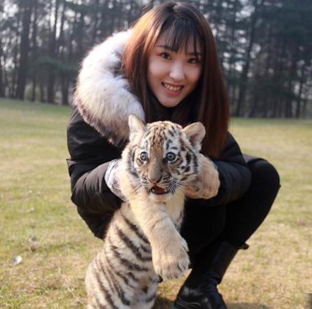 สวนสัตว์เมืองหยางโจวเปิดตัว “ลูกเสือแฝด 3”_fororder_3-5